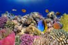 Marsa Alam - ráj potápění