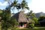 Polynesie - Les Tipaniers Moorea