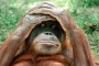 Malajsie - Borneo, okruh, orangutani