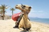 SHARM EL SHEIKH JEN 5 490 Kč S ALL INCLUSIVE