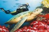 OBNOVENY LETY NA LETNÍ SEZONU - BOA VISTA - KAPVERDY