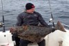 Torsvag halibut