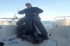 Torsvag halibut