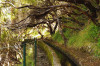 Madeira - leváda